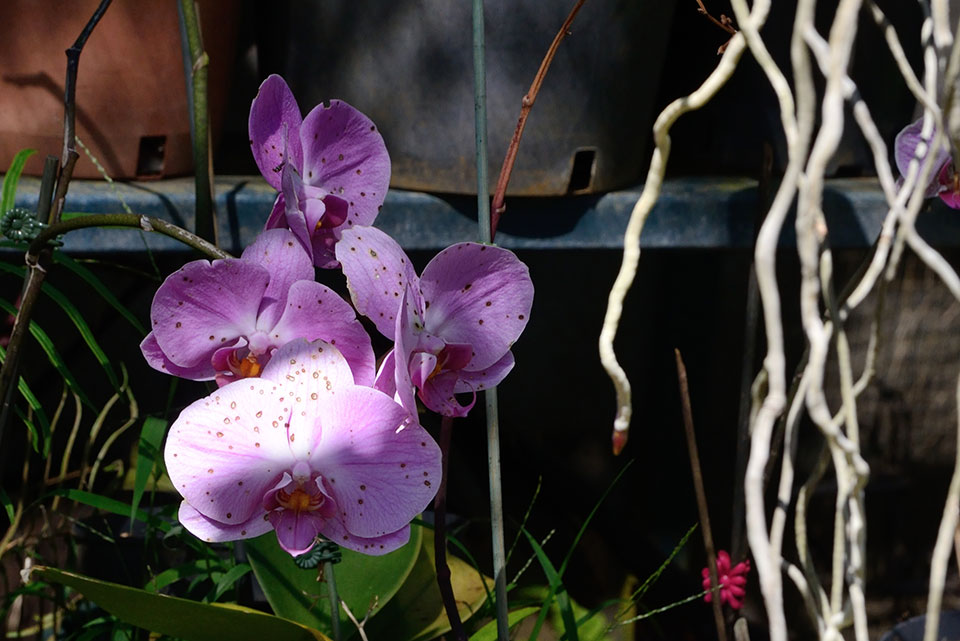 orchidee ile de la reunion